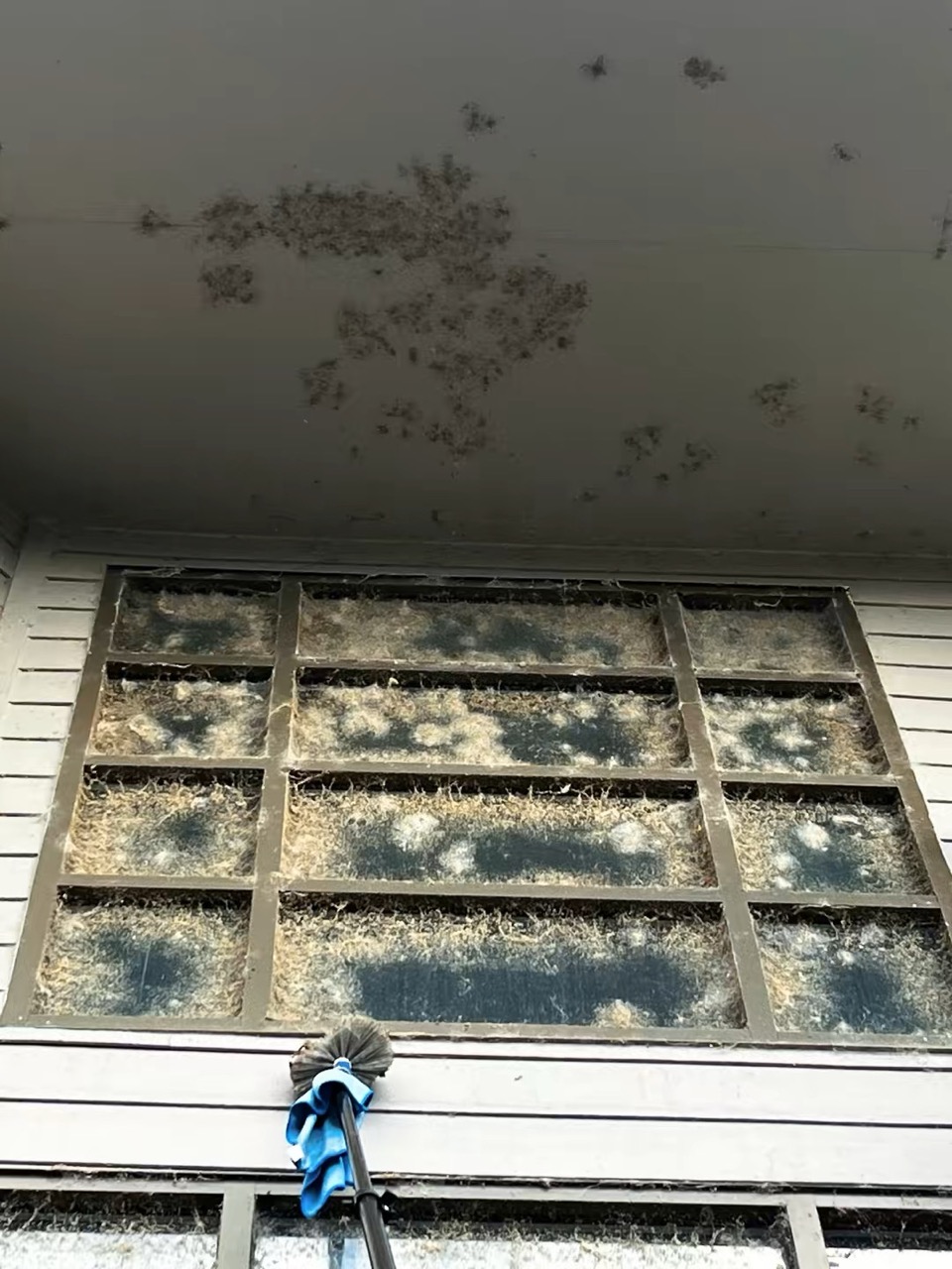 Heavy debris and buildup on commercial divided windows before cleaning